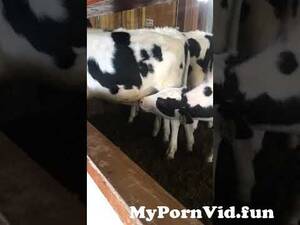 free calf sucking dick - Male Calf Sucking Brother's Dick from calf shucking man dick in gaybeast  Watch Video - MyPornVid.fun
