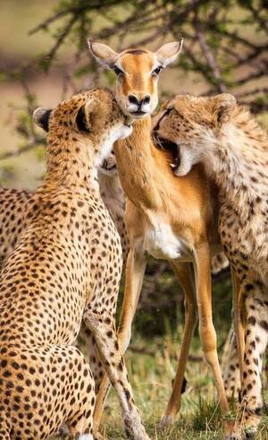 Furry Porn African Impala - Cheetahs grabbed their prey(impala) : r/natureismetal
