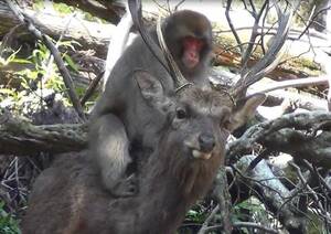 Deer Having Sex - Scientists Say Japanese Monkeys Are Having 'Sexual Interactions' With Deer  : The Two-Way : NPR