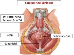 Hot Anal Porn Anatomy - The anatomy of the anus . Hot Nude Photos. Comments: 2