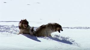 Alpha And Omega Wolf Sex - Wolves Unable to Separate After Sex! | Animal Attraction | BBC - YouTube