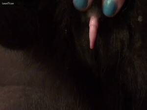 Cat Dick Porn - Kitty Cums - LuxureTV