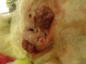 hard anal lump - Pantyhose hot stories