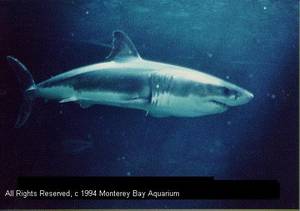 Great White Shark Sex Porn - Cc_images/Cc09_01.jpg