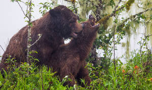 Grizzly Bear Porn - Two grizzly bears having sex