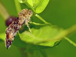 Gypsy Moth Porn - Moving Firewood in Wisconsin- Emerald Ash Borer and Gypsy Moth Quarantines  Throughout Wisconsin | Milwaukee, WI Patch