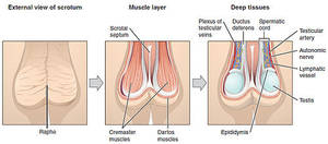 Left Ball - Internal structure[edit]