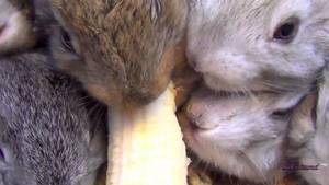 Banana Bunny Porn - 