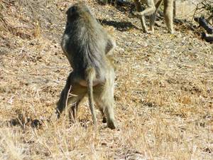 Baboon Sex - Watching the Sun Bake