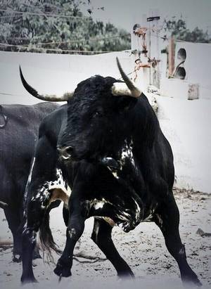 Mythology Bull Fuck Woman - TORO