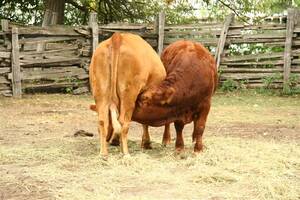 Funny Cow Porn - Cow Porn? | The funny thing is, I wasn't the only there takiâ€¦ | Flickr