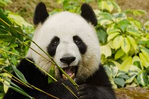 Asian Panda Porn - Meet Colin: The porn-watching giant panda | Salon.com