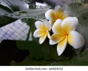 Flower Porn - Flower Porn Stock Photos - 431 Images | Shutterstock