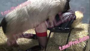 Boar Sex Porn - BOARS BOARS BOARS - BestialitySexTaboo - Bestiality Sex Taboo