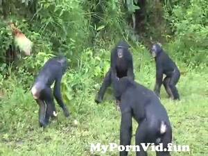 Chimpanzee Sex - Do bonobos have more sex than chimpanzees? from chimpanzee fucking a woman  Watch Video - MyPornVid.fun