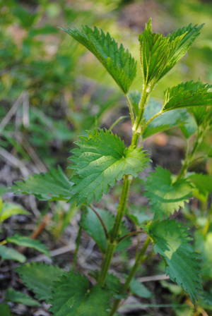 Nettle Porn - Nettles. Elven food porn.