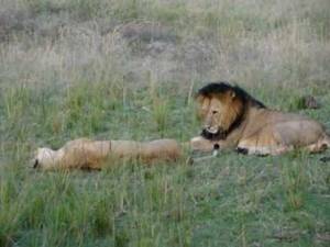 lion - Lion Porn In Kenya S Masai Mara