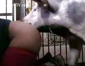 Cochon - Cochon - Video Porno Extreme - LuxureTV