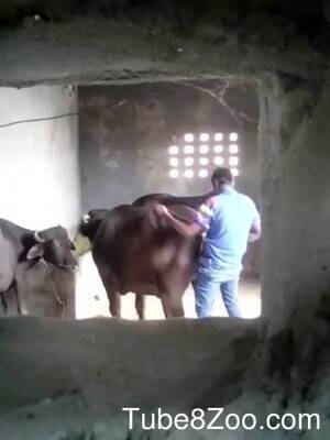 Buffalo Sex Porn - Man fuck Bull