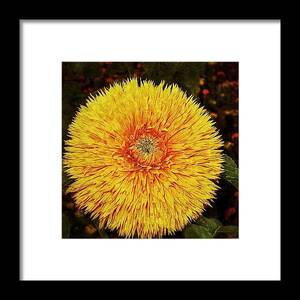 Flower Porn - Flower Porn, San Francisco. #all_shots Framed Print by Chris Bechard -  Mobile Prints