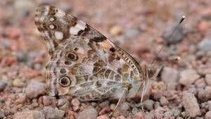 lady lepidoptera - Painted lady butterflies colouring the Island sky | CBC News