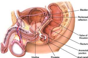 Gay Anal Diagram - Cross Section Anal Gay | Gay Fetish XXX