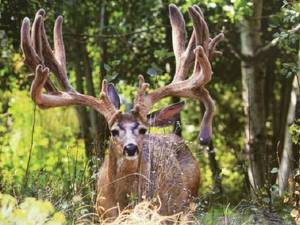 Elk Hunting Porn - Trophy of a life time. I'll just keep dreaming