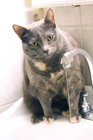 Ever Pussy Youngest Russian Blue - The ...