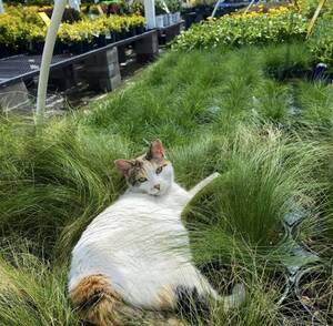 Francine Smith Porn Spring Break - The cats that make their home in Richmond's businesses