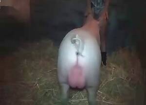 Anal Pig Porn - Pig Videos / Anal Zoofilia / Most popular Page 1