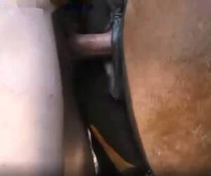 Man Fucks Mare - Perverted man from Denver fucking mares - Zoo Porn