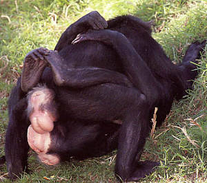 ape sex toons - ... monkey human porn