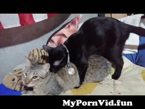 Cat Sex - Black gay cat on heat again Mating a male catðŸ± from gay and cat sex Watch  Video - MyPornVid.fun