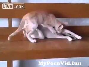 Cat Amateur Porn - 16 Amateur Couples of Cats in 69 Position from couples 69 sex Watch Video -  MyPornVid.fun