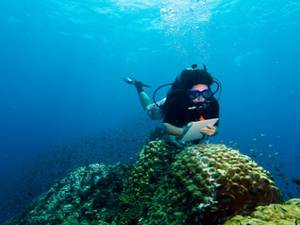 Diving Bear Porn - Play an active part in the efforts being made to halt this shocking  decline, combining your passion for diving, conservation and travelling.