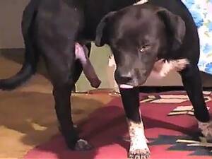 Doggie Cock - Big Dog Cock