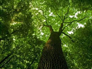 Asian Schoolgirl Shaved Midget Porn - Girls in STEM Workshop: Trees