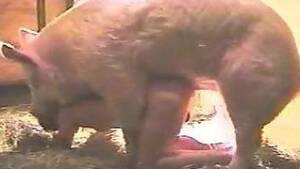 japanese pig fuck - pig Animal Porn, page 3