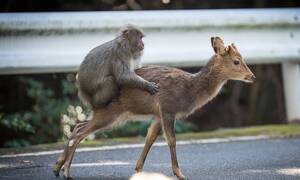 Man Fucks Deer 2 - hipinion.com â€¢ View topic - Thirsty Monkey Fucks Deer - The Guardian