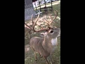 Deer Porn - Deer Porn