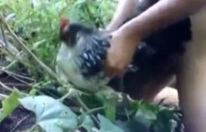 chicken anal fuck - Enjoying the chicken's ass with great pleasure - Zoo Xvideos