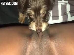 black pussy k9 - K9 Black Girl Hot - LuxureTV