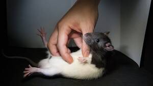 Nasty Rat Porn Star 69 - Nasty Rat Porn Star 69 | Sex Pictures Pass