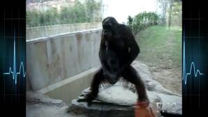 Monkey Sex Cum - Funny monkey masturbation compilation 2014 - BEST XXX TUBE