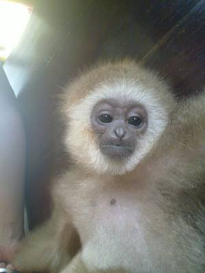 Flexo Porn Blogger - Annoyed gibbon cuz he was given a bath. XD