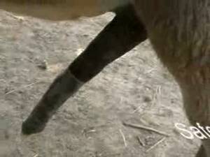 Donkey Sex Porn - Donkey sex in a unique way - LuxureTV
