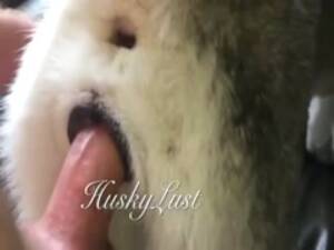 Man Fucks Female Husky - HuskyLust Compilation - ZooSkool Videos - Bestiality sex
