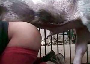 Anal Pig Porn - Pig Videos / Anal Zoofilia / Most popular Page 1