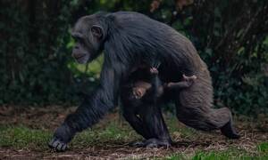 Chimpanzee Sex - Chimpanzee born at Chester zoo offers 'real hope' for world's rarest  subspecies | Endangered species | The Guardian