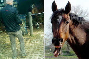 Mare Bestiality Porn - Horse attacked by man in Germany stables